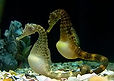 250px-PotbellySeahorse_TNAquarium.jpg